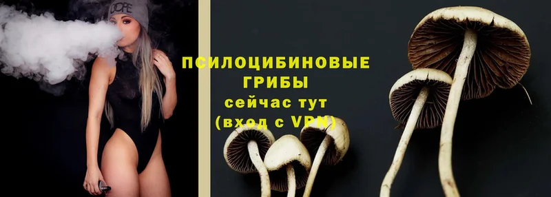 Галлюциногенные грибы Psilocybine cubensis  купить   Фёдоровский 